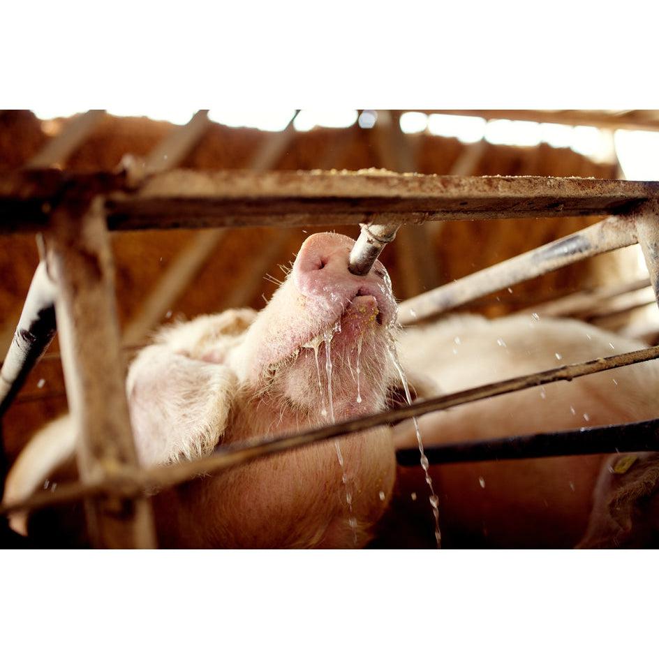 Suzeta mare adapare porci 1/2