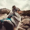 Localizator GPS pentru câini și pisici Dogtrace DOG GPS Mini