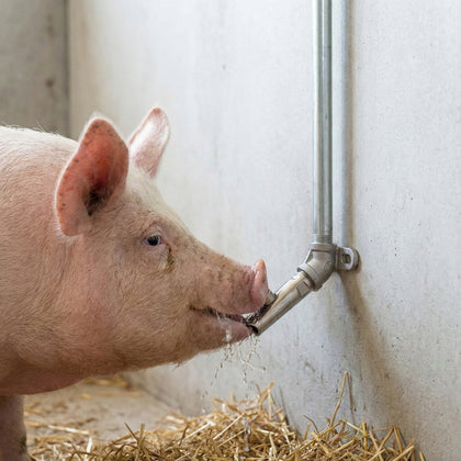 Set adăpător porci 1/2″ – suzetă inox + cot 45° + țeavă zincată 50 cm