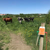 Senzor întrerupere gard electric
